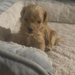 Rusty - Red  male Goldendoodle puppy in Cumberland, Rhode Island from minigoldendoodlesofRI