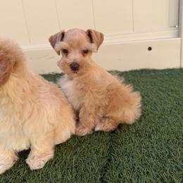 Caramello(Mello) - Wheaten male Miniature Schnauzer puppy in Clover, South Carolina from Bobo’s Babies Kennels