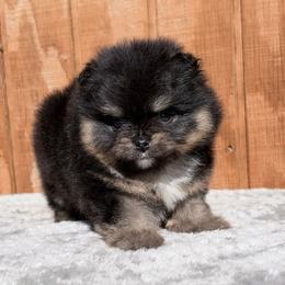 Sully - Black and tan male Pomeranian puppy in Coleman, Oklahoma from Pretty Poms