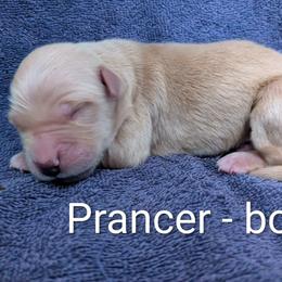 Boy 8 - male Golden Retriever puppy in Pamplin, Virginia from Hope & Joy Acres