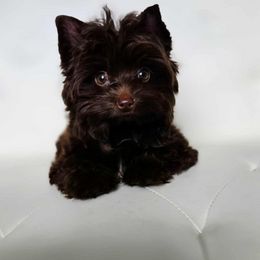 Yorkshire Terrier puppies from Ja'Dor Yorkies