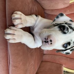 Great Dane Puppies from Altitude Great Danes