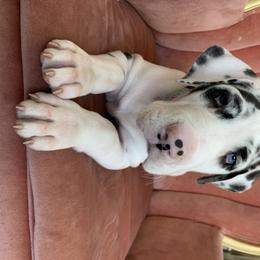 Great Dane Puppies from Altitude Great Danes