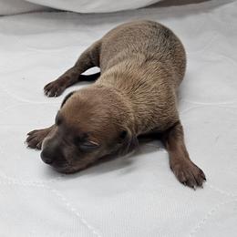 Oreo - Fawn male Italian Greyhound puppy in Newalla, Oklahoma from Heartland Iggys
