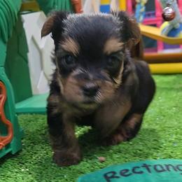 Starsky - Black and gold male Yorkshire Terrier puppy in Aurora, Missouri from KnJ Precious Paws LLC
