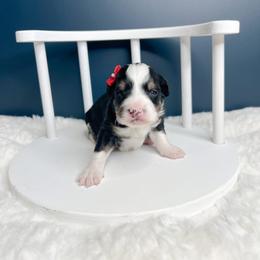 Maggie - Tri-color female Bernedoodle puppy in Otisville, Michigan from Danie’s Darling Doodles LLC