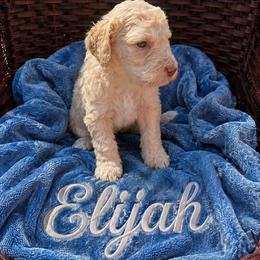 Elijah - Cream male Poodle puppy in Washington, Pennsylvania from Patriotic Poodles