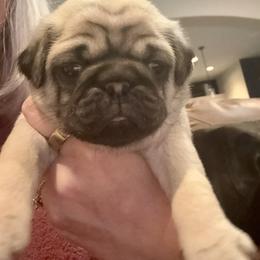Dick (O'Toole) - Fawn male Pug puppy in Frisco, Texas from RD Pugs