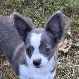 Aspen - Blue and white female Chihuahua puppy in Northboro, Iowa from So Sweet Chihuahuas