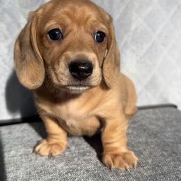 Storm - Dapple female Dachshund puppy in Mc Donough, Georgia from L & J Kennel