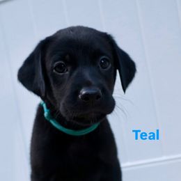 Girl 4 - Black female Labrador Retriever puppy in Disputanta, Virginia from Powells Creek Retreivers