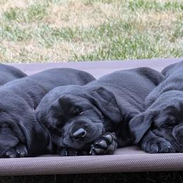 Labrador Retrievers from Shely's Labrador Retrievers