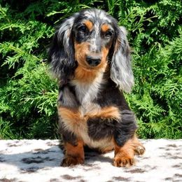 Dand - Dachshund
