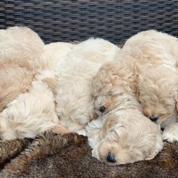 Goldendoodles from Gulf Coast Mini Doodles