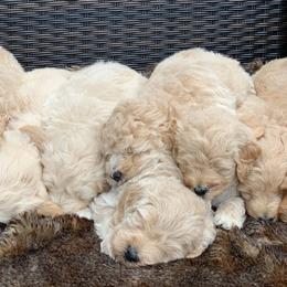 Goldendoodles from Gulf Coast Mini Doodles