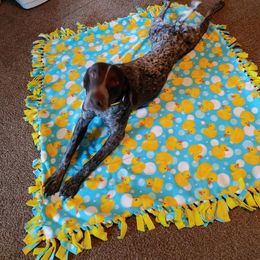 German Shorthaired Pointer All Grown Up from Majestik Kennels