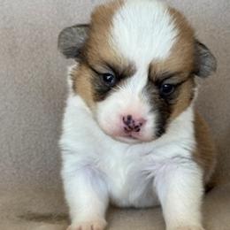Boy 4 - Fawn male Pembroke Welsh Corgi puppy in Huntington Beach, California from Gingerbread