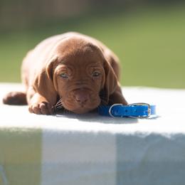German Shorthaired Pointer and Vizsla Puppies from Nosam Kennels- Hungarian Vizslas, and German Shorthairs Located in Kentucky