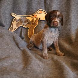 Green - Brown and gray male Wirehaired Pointing Griffon puppy in Afton, Wisconsin from Daehler's Wirehaired Pointing Griffons