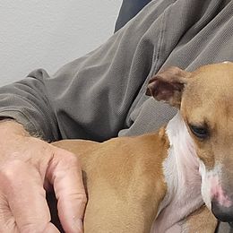 Italian Greyhounds from Lebeck Acres