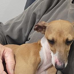 Italian Greyhounds from Lebeck Acres