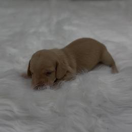 Ee Red Smooth Female - Red female Dachshund puppy in Killeen, Texas from Southern Dachshunds