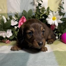 Red boy - Red male Dachshund puppy in Alice, Texas from Crimson’s longhair Dachshunds
