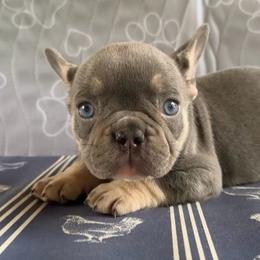 Beulah - Tricolors female French Bulldog puppy in Warm Springs, Arkansas from State Line Dachshunds & Frenchies