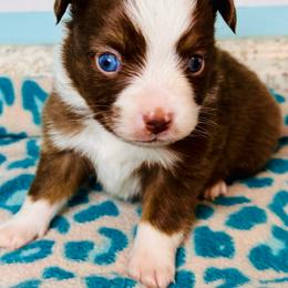 Red Tri boy - Red tri male Toy Australian Shepherd puppy in Oklahoma City, Oklahoma from Faith River Aussies
