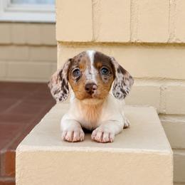 Chocolate N' Tan Piebald - Fawn (isabella) and tan female Dachshund puppy in Arcadia, California from Cruz Industries - Dachshund Company & French Bulldog Company