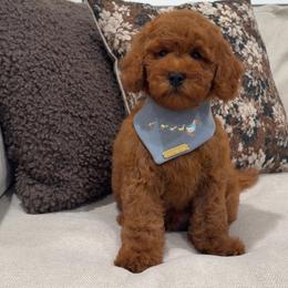 Blaze - Red  male Goldendoodle puppy in Anaheim, California from Cuddle Bear Doodles