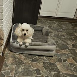 Pizzazz - Poodle