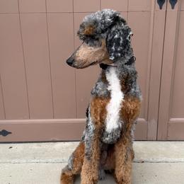 Ryatt - Goldendoodle