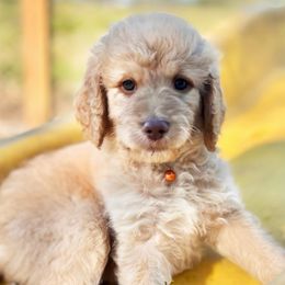 Sandy - Cream female Goldendoodle puppy in Willacoochee, Georgia from Kitandkboodle's Doodles