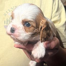 Boy2 - Blenheim male Cavalier King Charles Spaniel puppy in Graysville, Tennessee from Country Goldens and Mountain Top Cavaliers