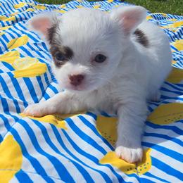 Kevin - Chocolate and white male Chihuahua puppy in Amity, Pennsylvania from Baxters Chihuahuas