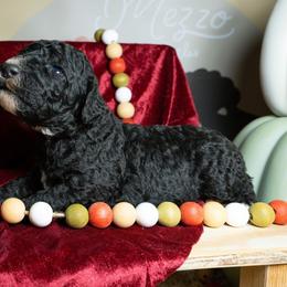 Barkley - Black male Poodle puppy in Spring Branch, Texas from Mezzo Poodles