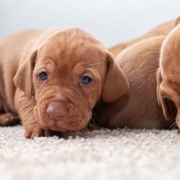 German Shorthaired Pointer and Vizsla Puppies from Nosam Kennels