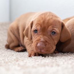German Shorthaired Pointer and Vizsla Puppies from Nosam Kennels