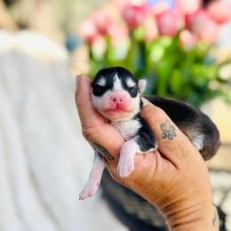 July - Black and white female Pomsky puppy in Yavapai County, Arizona from Pawsh Pomskies