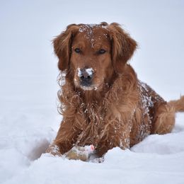 Golden Retrievers from TalkAbout Retrievers