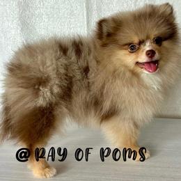 Nikola - Chocolate merle male Pomeranian puppy in Antioch, California from Ray of Poms