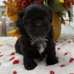 Maverick - Black and white male Shihpoo puppy in Whitehall 18052, Pennsylvania from Lilli’s Shih tzus and Shih poos