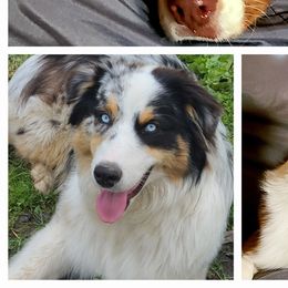 Australian Shepherds from Horns Herders Aussies