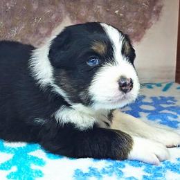 Boy 2 - male Australian Shepherd puppy in Cripple Creek, Colorado from Laughing Crow Aussies