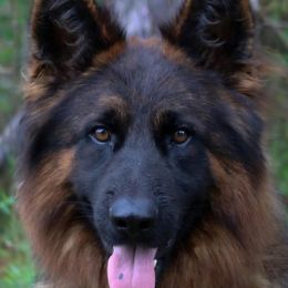 Usher - German Shepherd