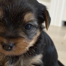 Yorkshire Terriers from Grand 7 Kennelz