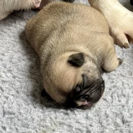 American Bully and French Bulldog Puppies from Bolt Action Kennel