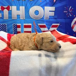 Germany - Apricot male Goldendoodle puppy in Houston, Texas from Were The Mack'Doodles