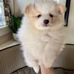 Pomeranian and Shih Tzu Puppies from Laik’s Little Shihtz & Poms